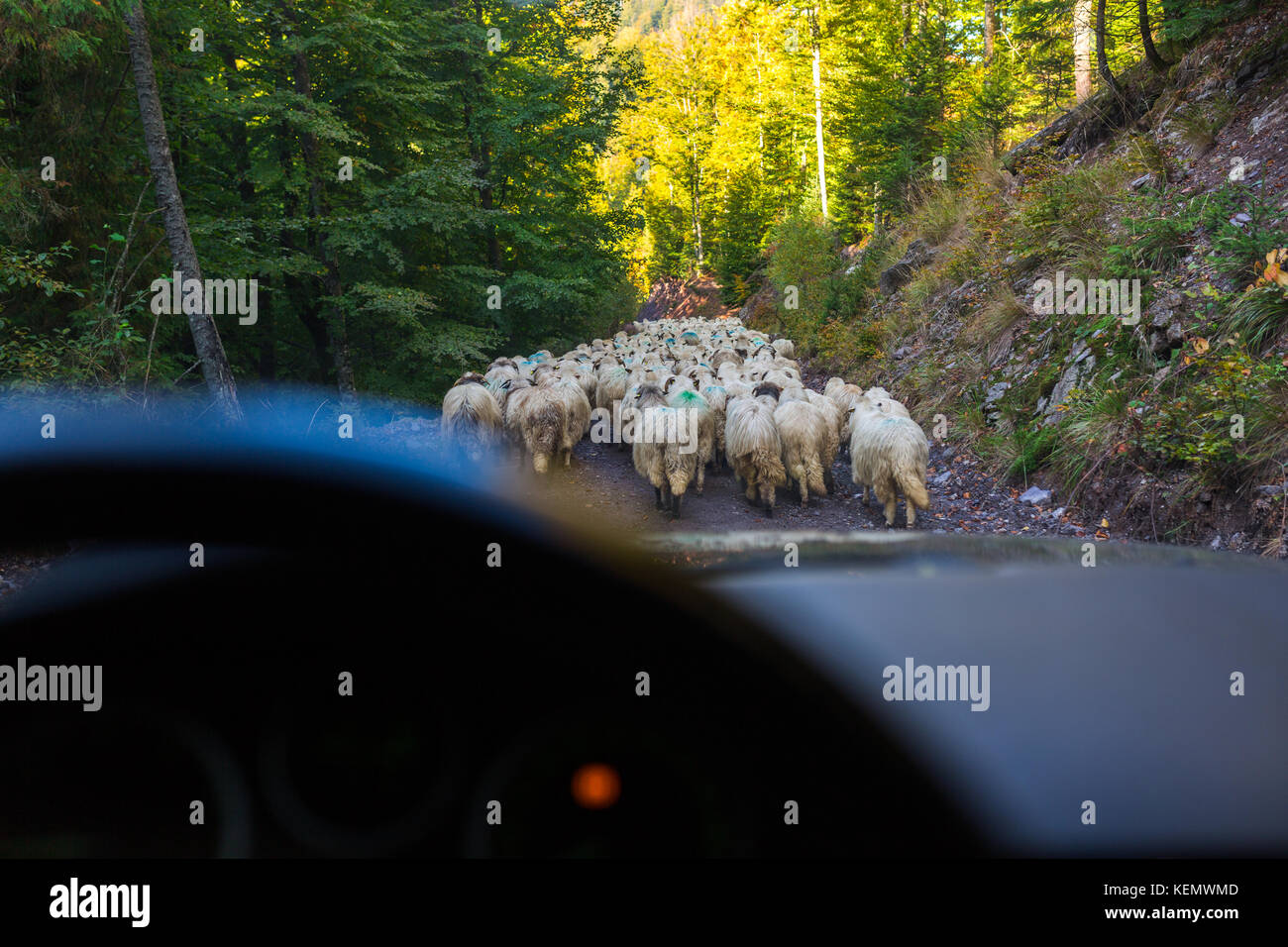 Car stuck waiting for the herd of sheep to cross the road Stock Photo ...