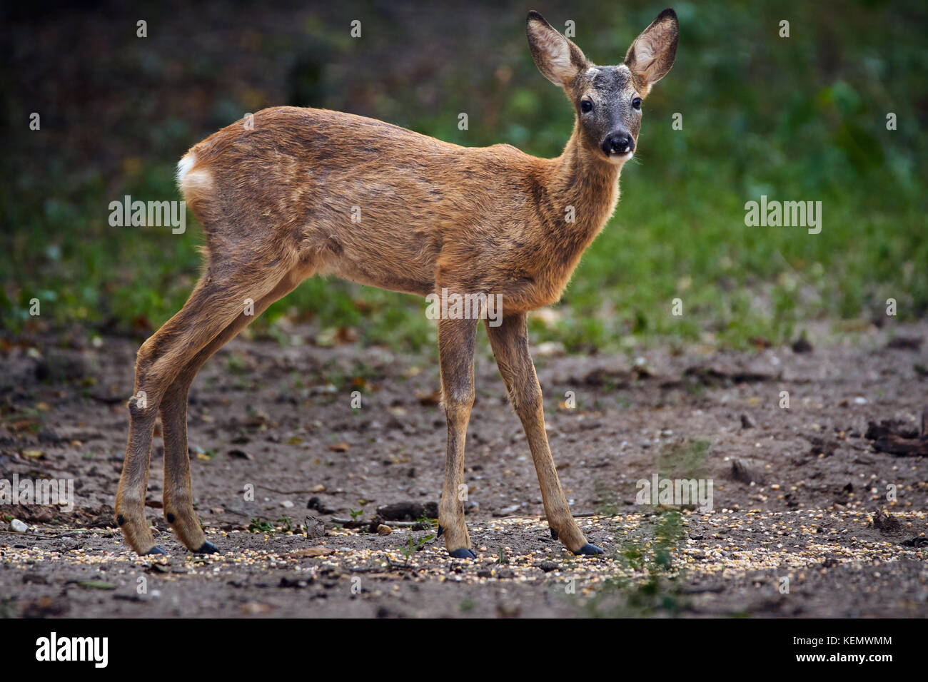 Roe deer at the edge of the forest Stock Photo - Alamy