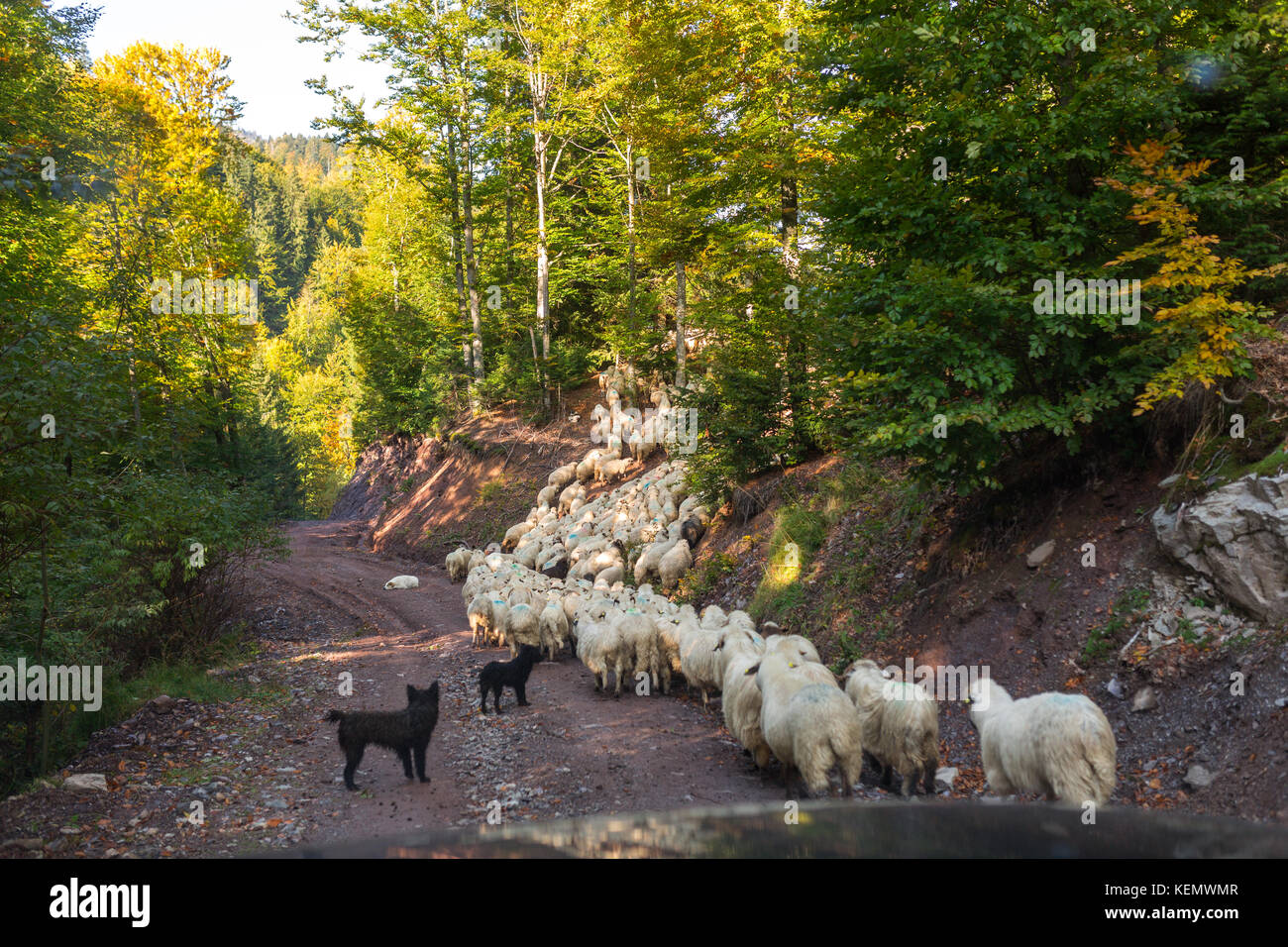 Car stuck waiting for the herd of sheep to cross the road Stock Photo ...