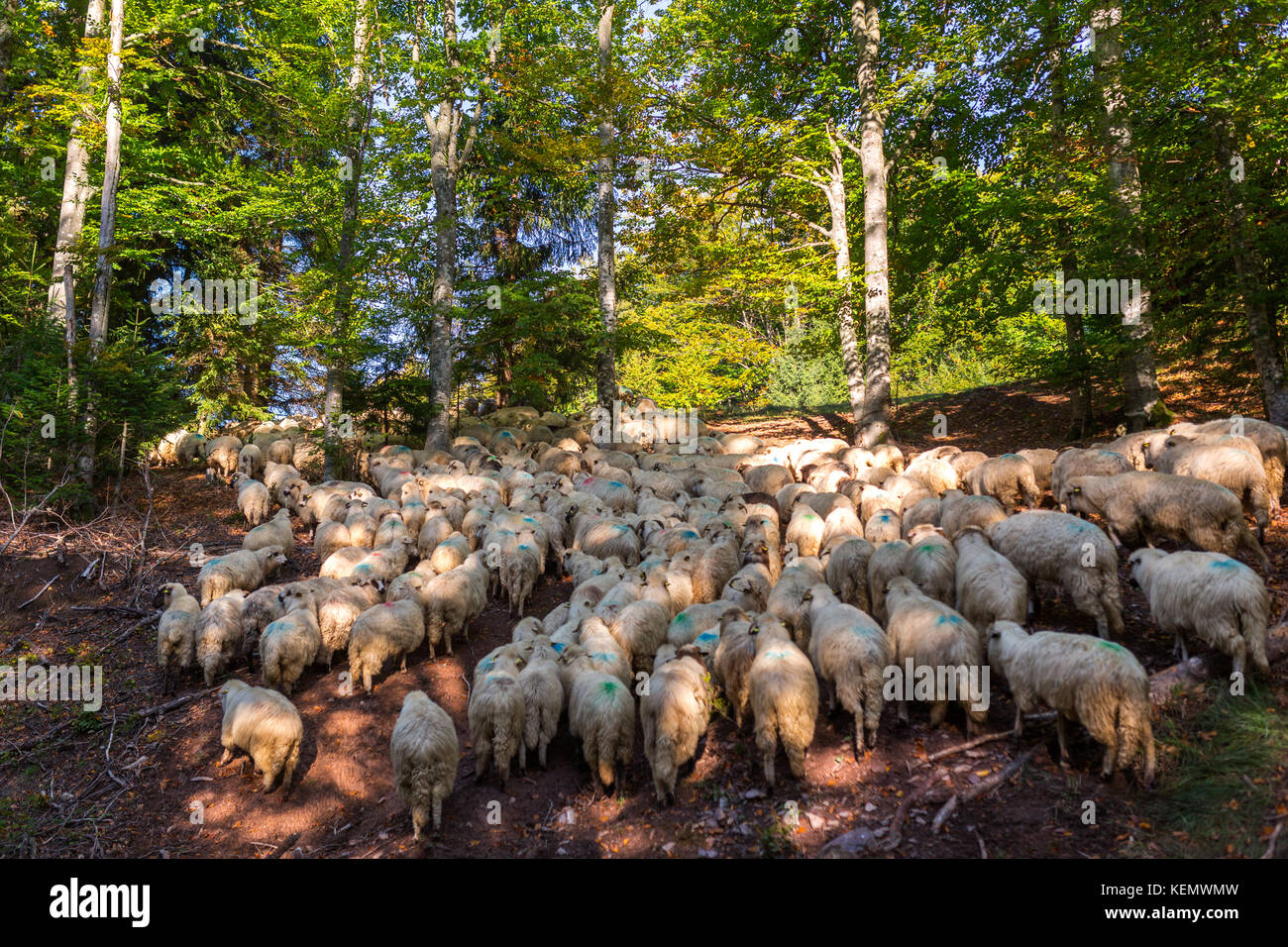 Flock of sheep crossing the mountain through forest Stock Photo - Alamy