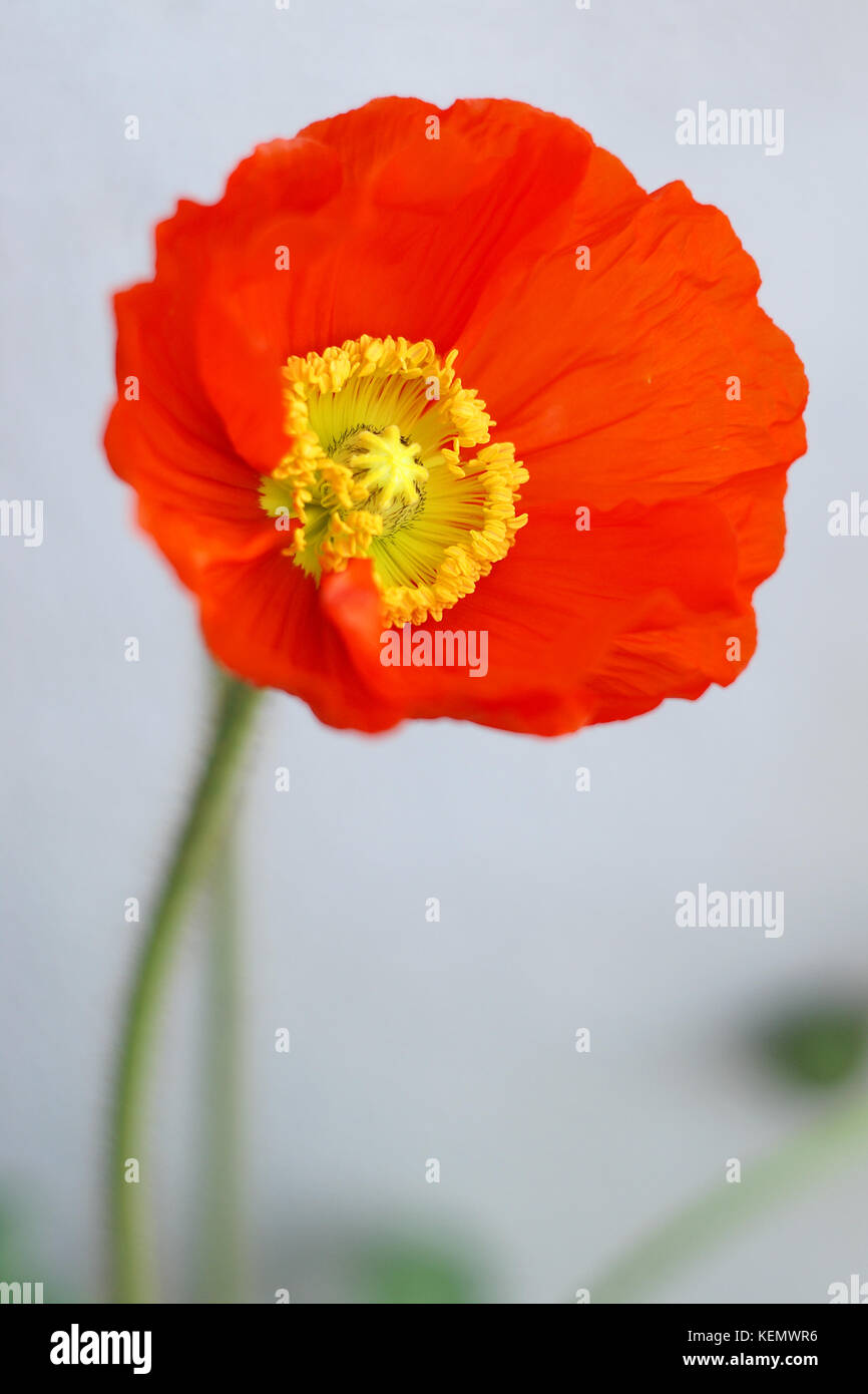Close up of a Close up of a Poppy flower  with the genus or species Papaveraceae Stock Photo