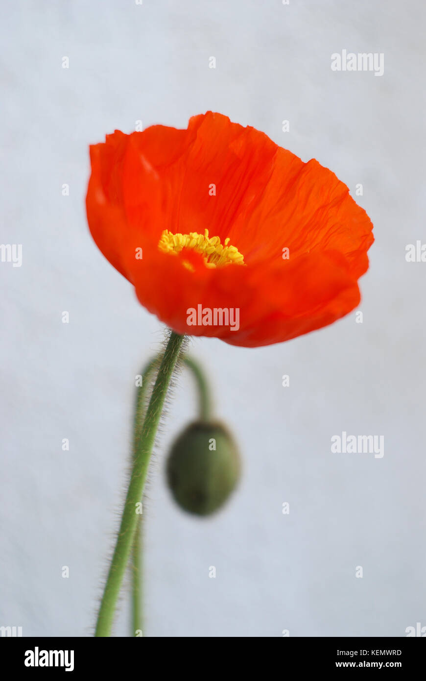Close up of a Poppy flower  with the genus or species Papaveraceae Stock Photo