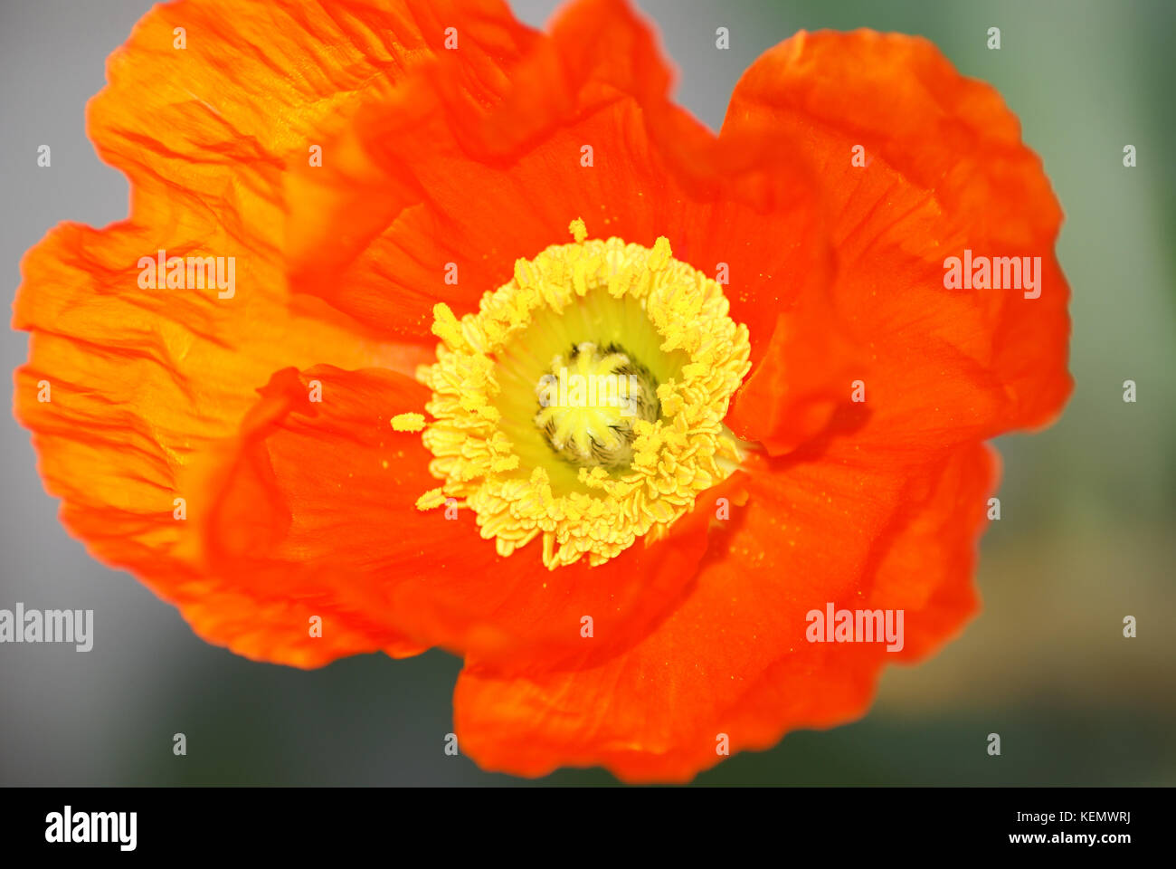 Close up of a Poppy flower  with the genus or species Papaveraceae Stock Photo