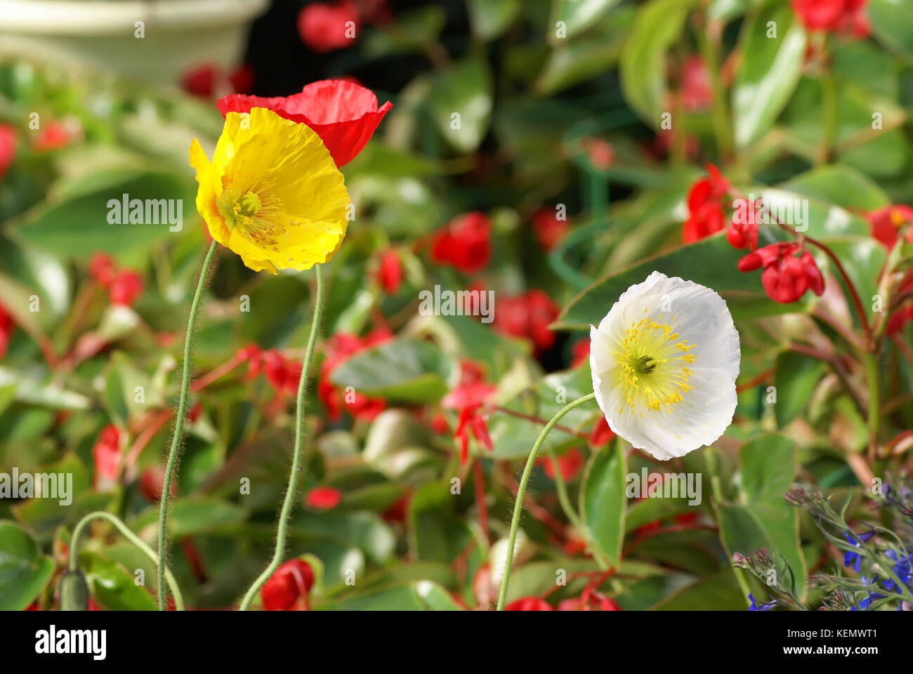Poppies poppy flower fields hi-res stock photography and images - Alamy