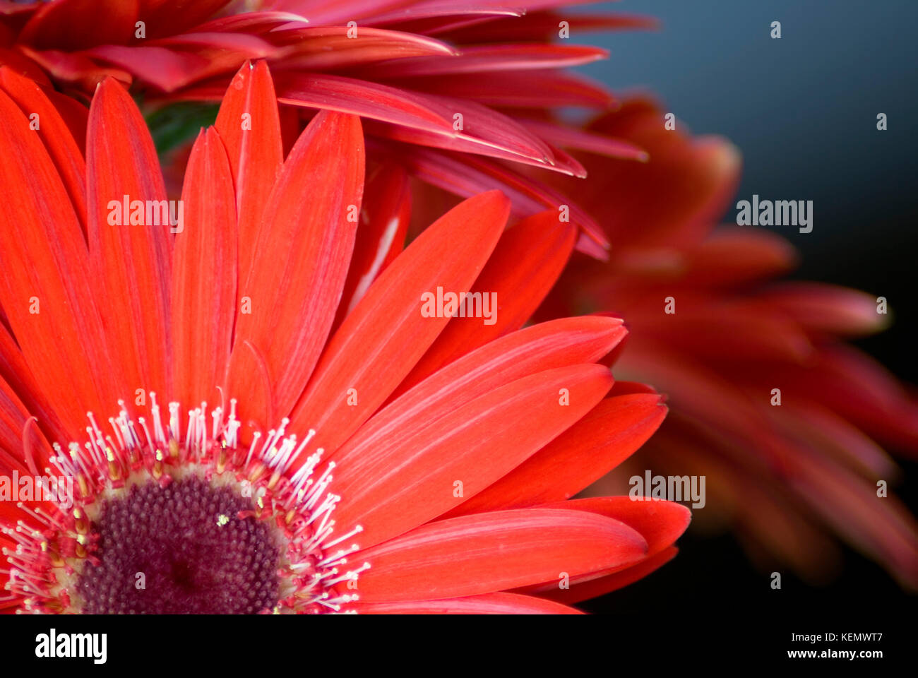 Close up of China aster (Callistephus) red flowers Stock Photo