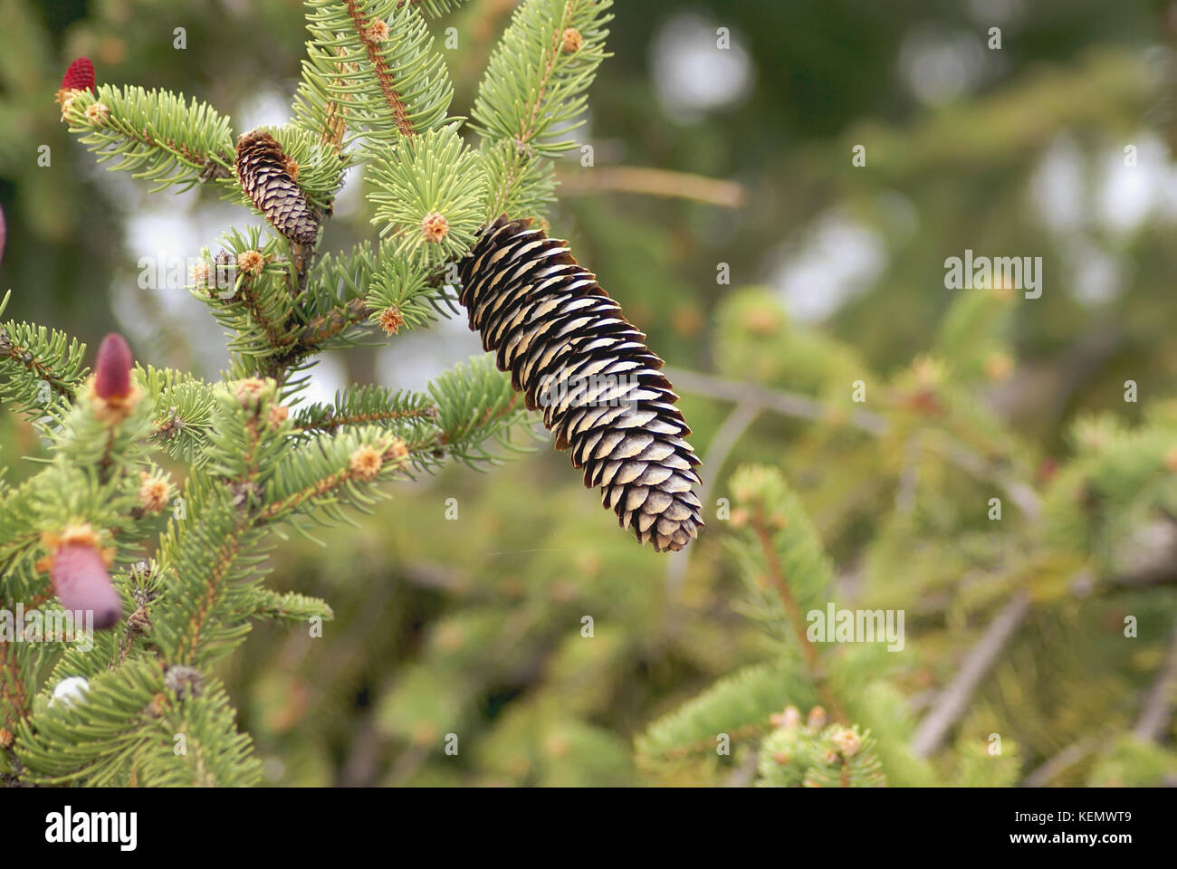 Pinaceae cones  containing the reproductive structures of the tree. The picture show both male and female cones Stock Photo