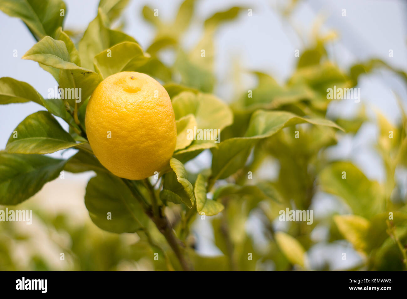 Growing lemon tree in pot Stock Photo Alamy