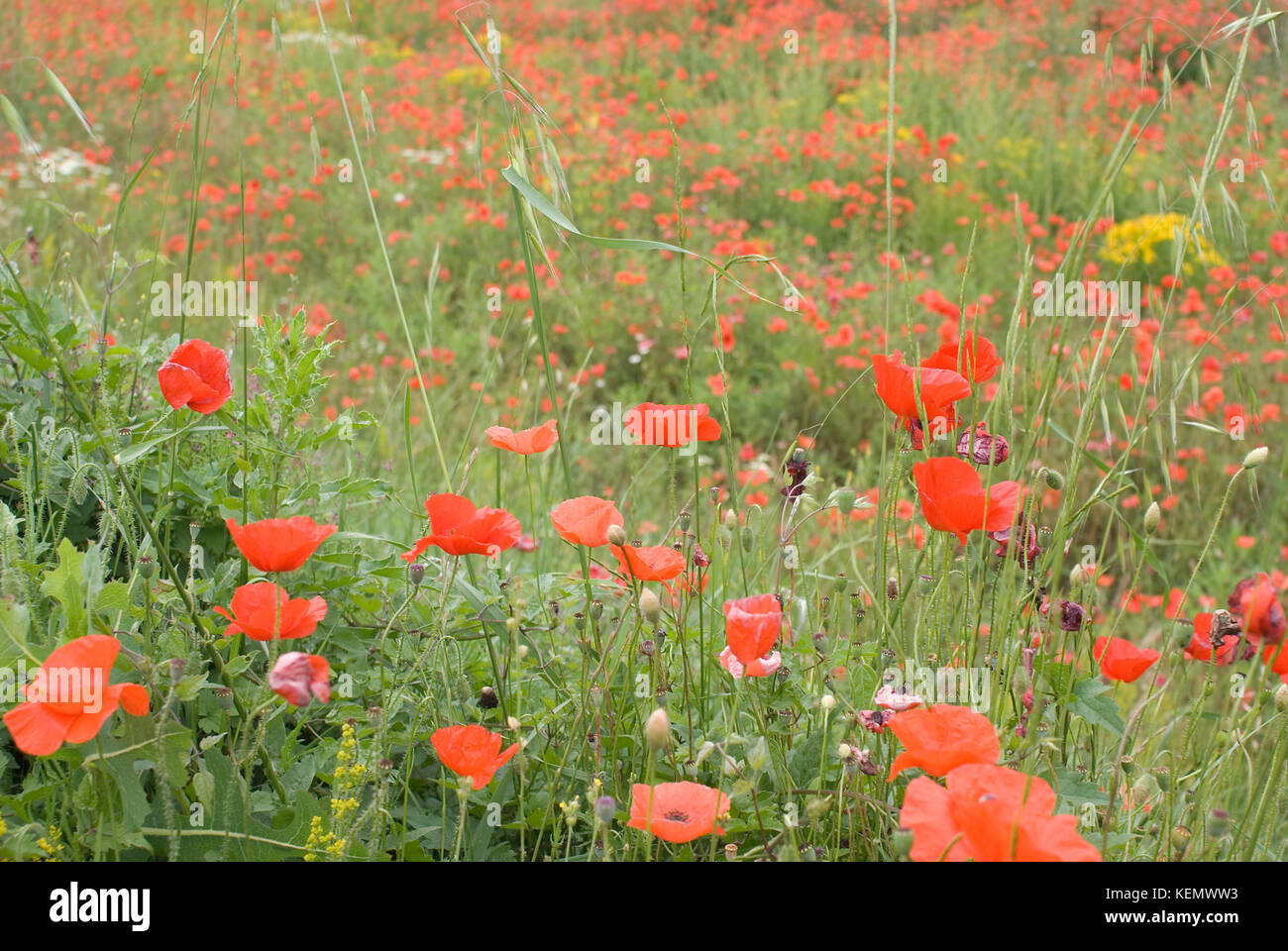 Poppies on summer meadow hi-res stock photography and images - Alamy
