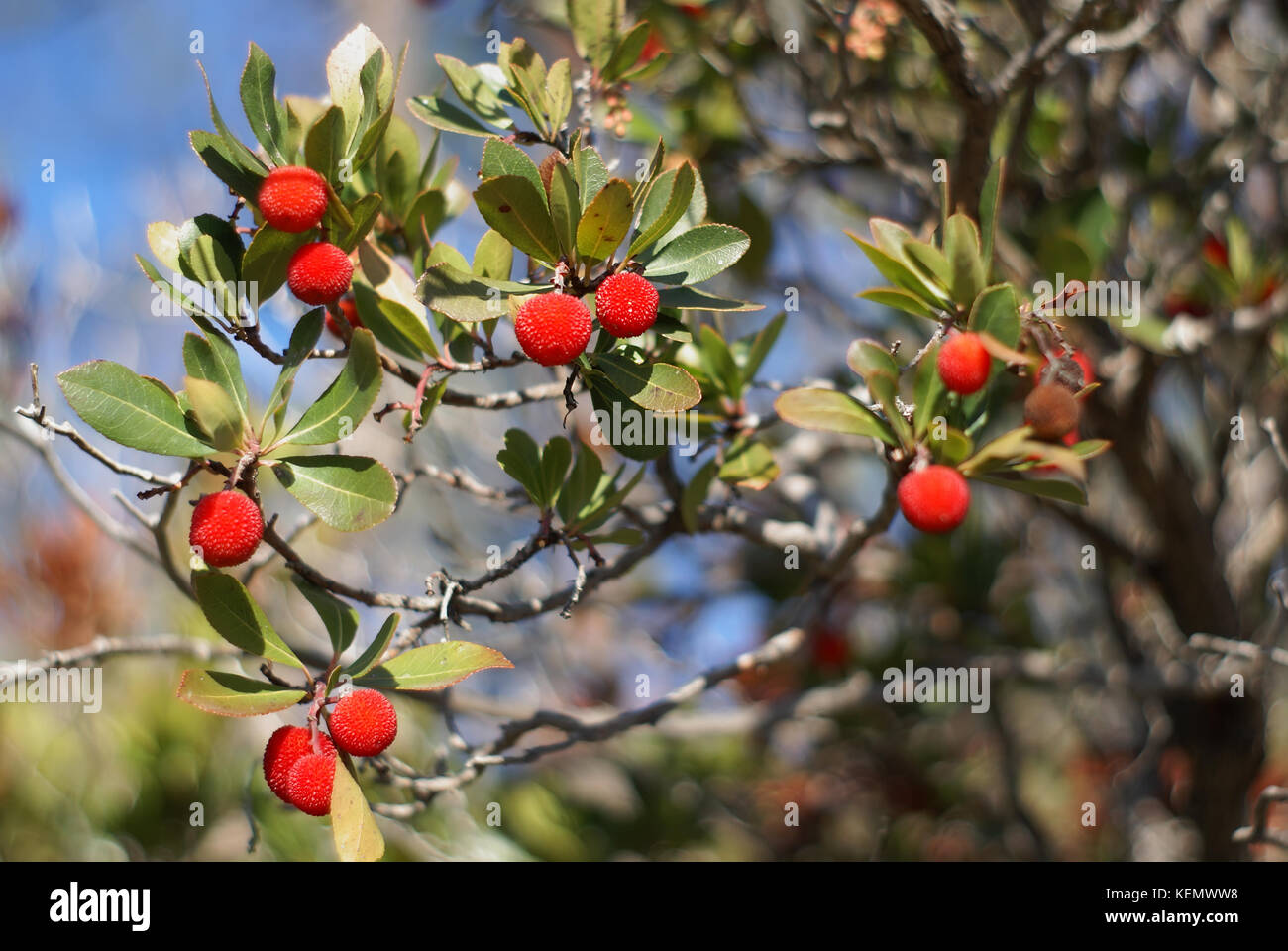 Red comestible fruits of the arbousier (Arbutus unedo) in French Riviera. Stock Photo