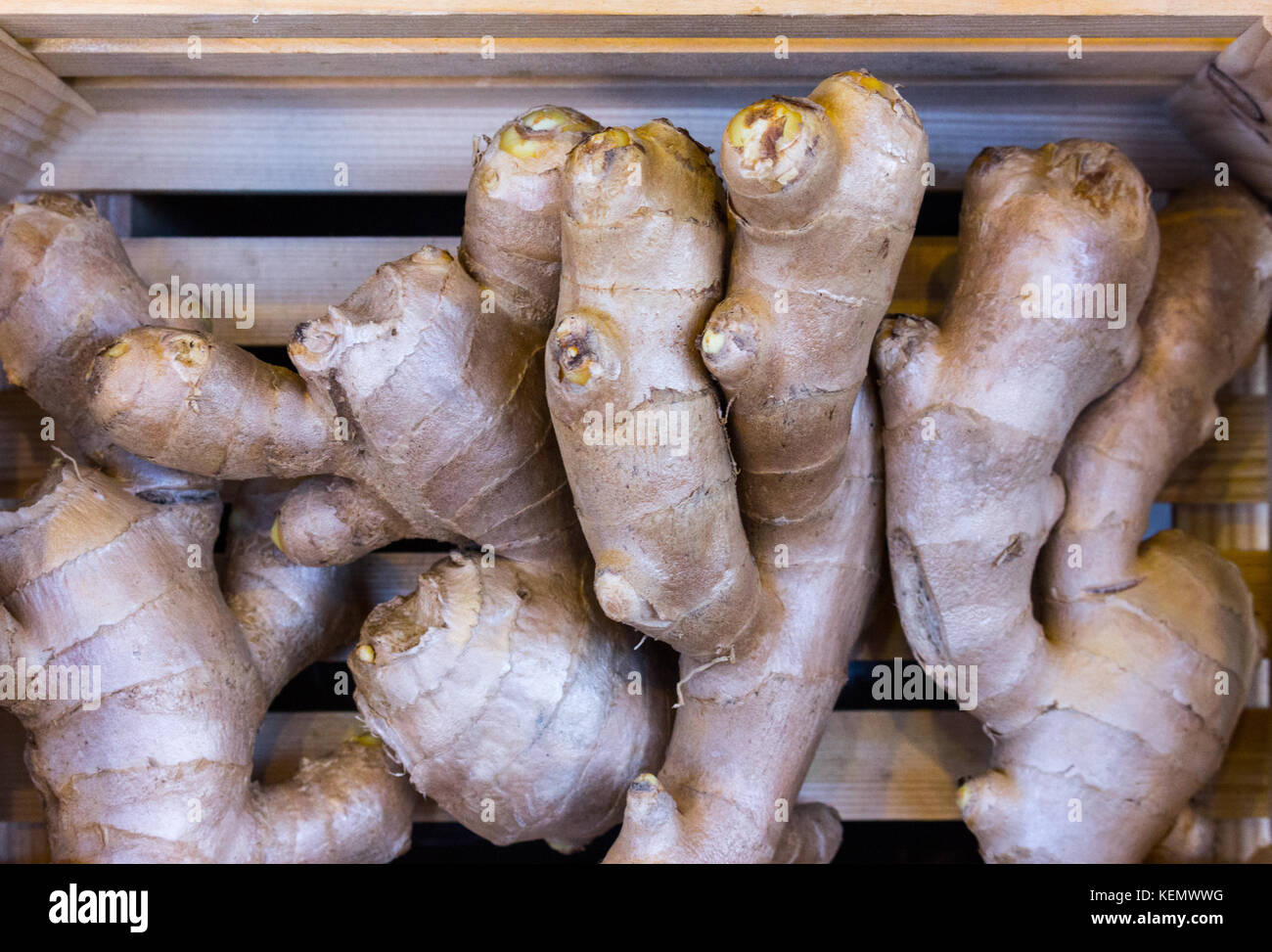 Complete roots of spicy common turmeric ginger, curcuma, fingerroot in ...