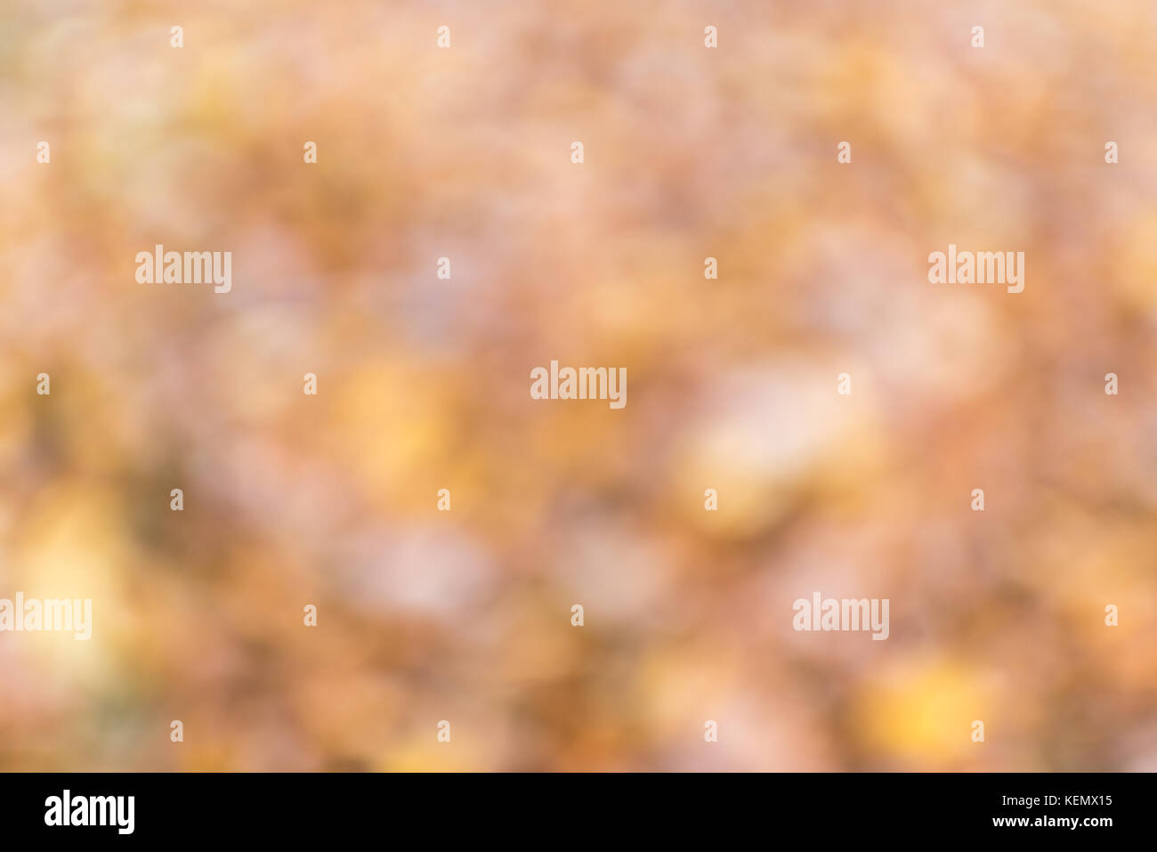 Color abstract autumn background, soft blurred effect Stock Photo