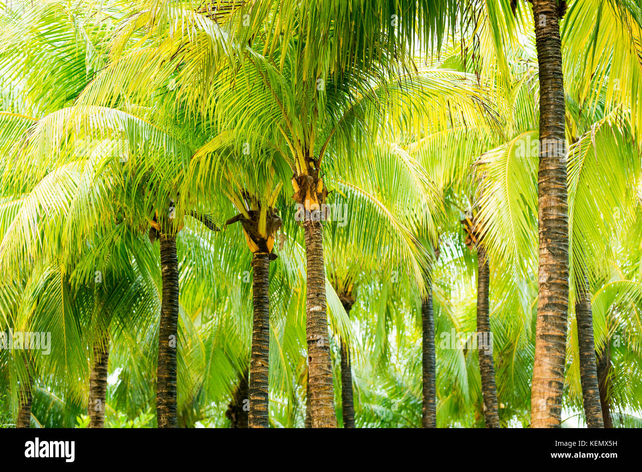 Palm tree rows hi-res stock photography and images - Alamy