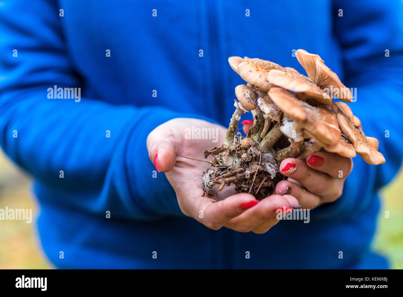 A handful of mushrooms Armillaria mellea in the hands of the mushroom picker, closeup Stock Photo