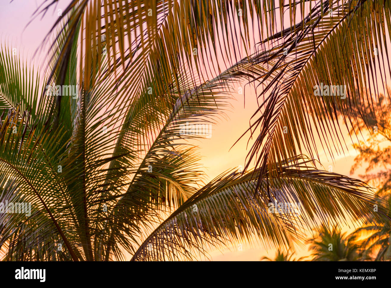 Tropical sunset light on beach palm tree fronds Stock Photo