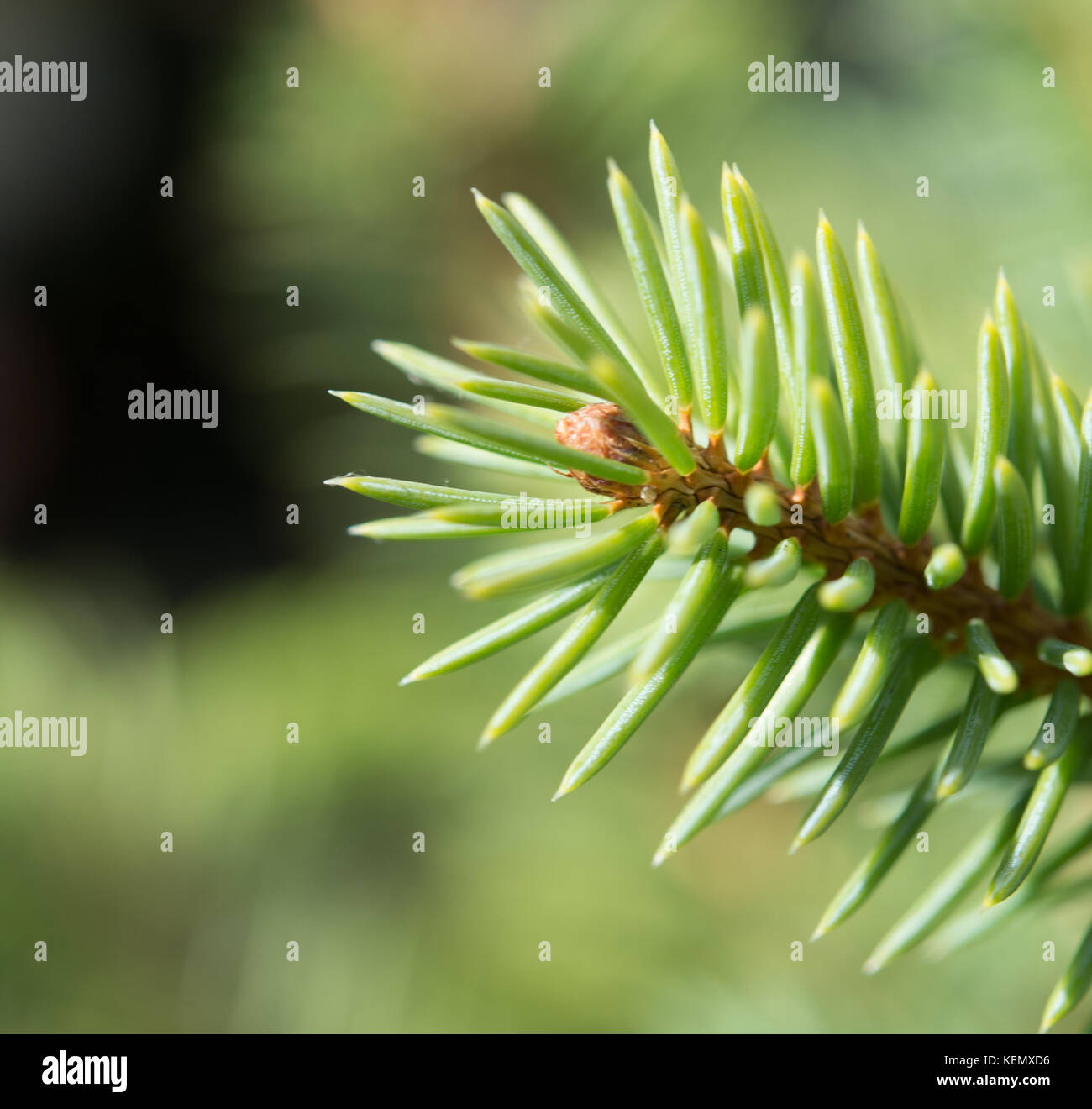 Fir tree branch lit by the sun Stock Photo - Alamy