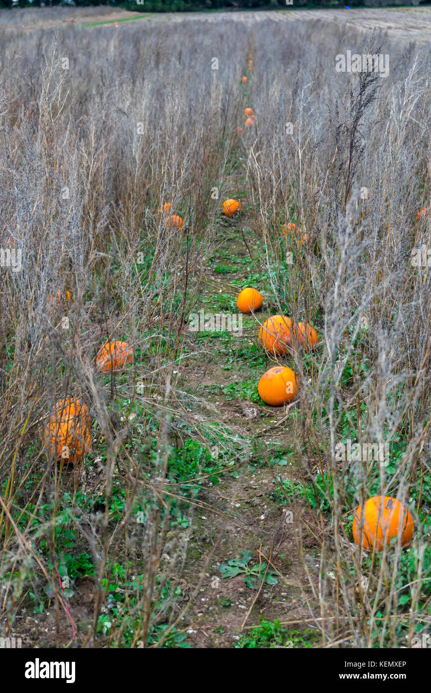 Pumpkin field at Bourne Valley Farm in Hampshire, England, UK Stock Photo