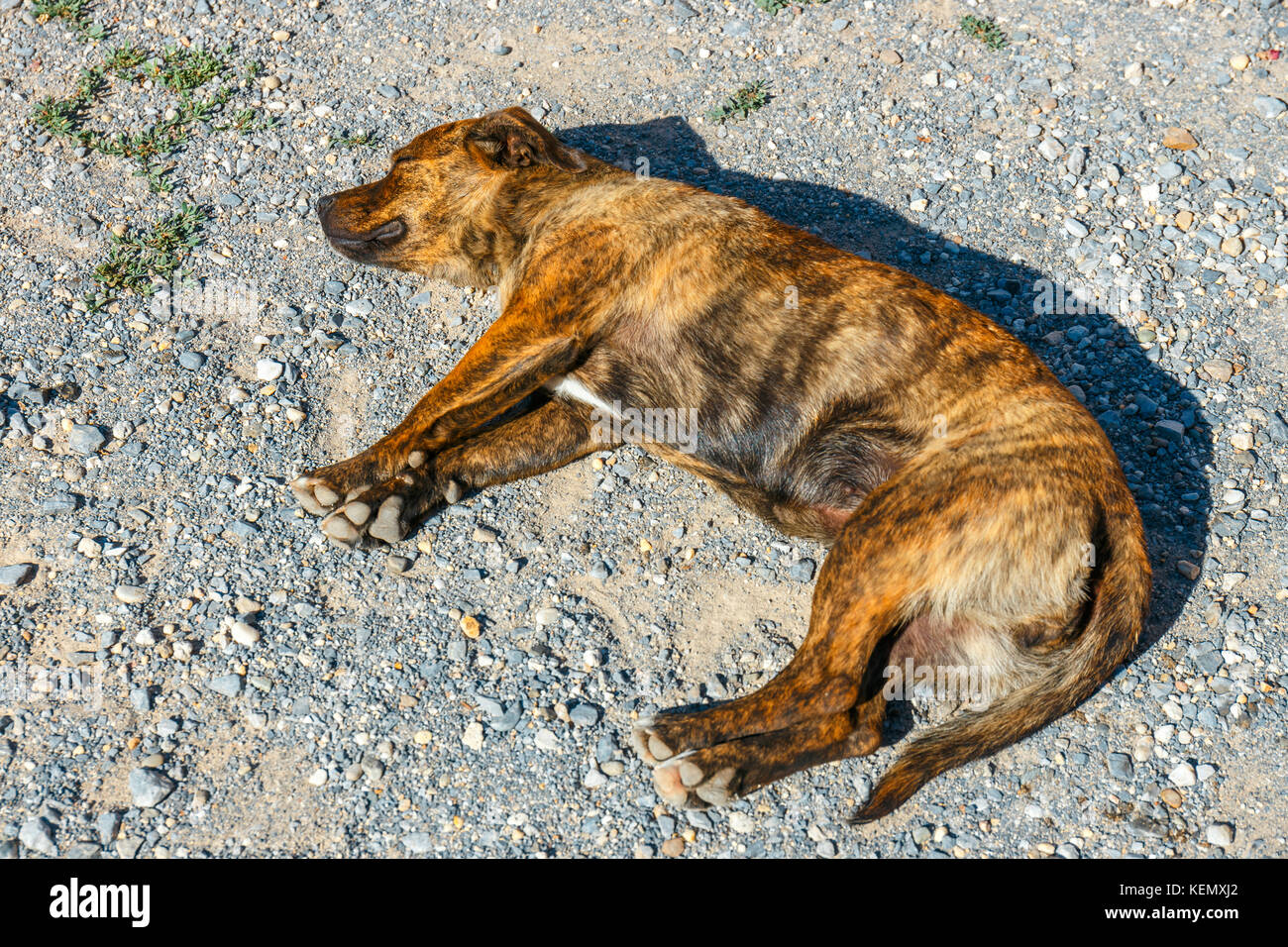 The dog lies on its side on the ground Stock Photo Alamy