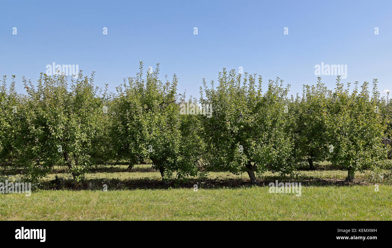 Dwarf apple trees at the edge of an orchard in Ontario Canada Stock Photo