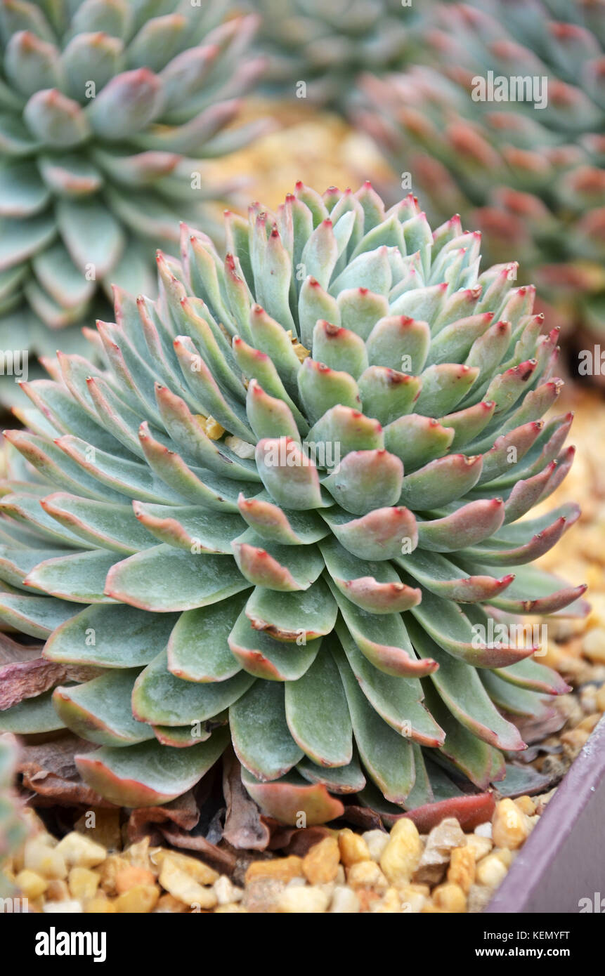 Cactus are succulent plants that can survive long periods of time without water in drought and arid habitats Stock Photo
