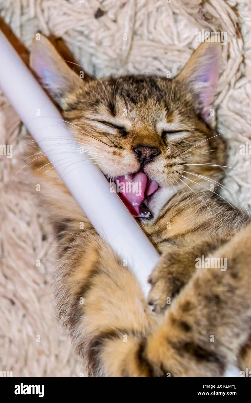 Tabby cat plays with rod, top view. Funny brown striped tabby kitten plays licking white rod. Stock Photo