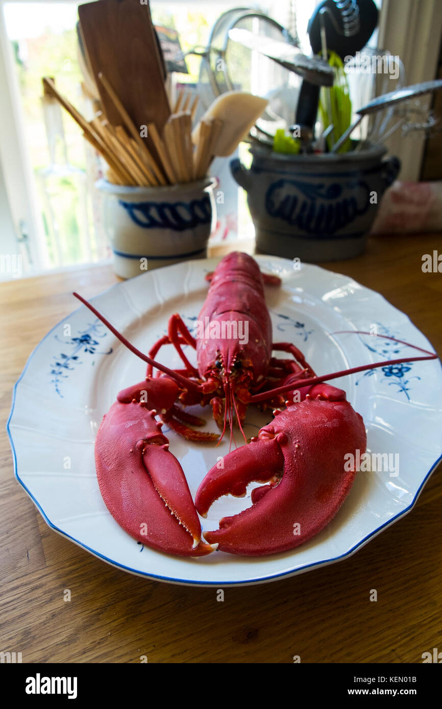 A whole boiled lobster on a plate in Norway Stock Photo