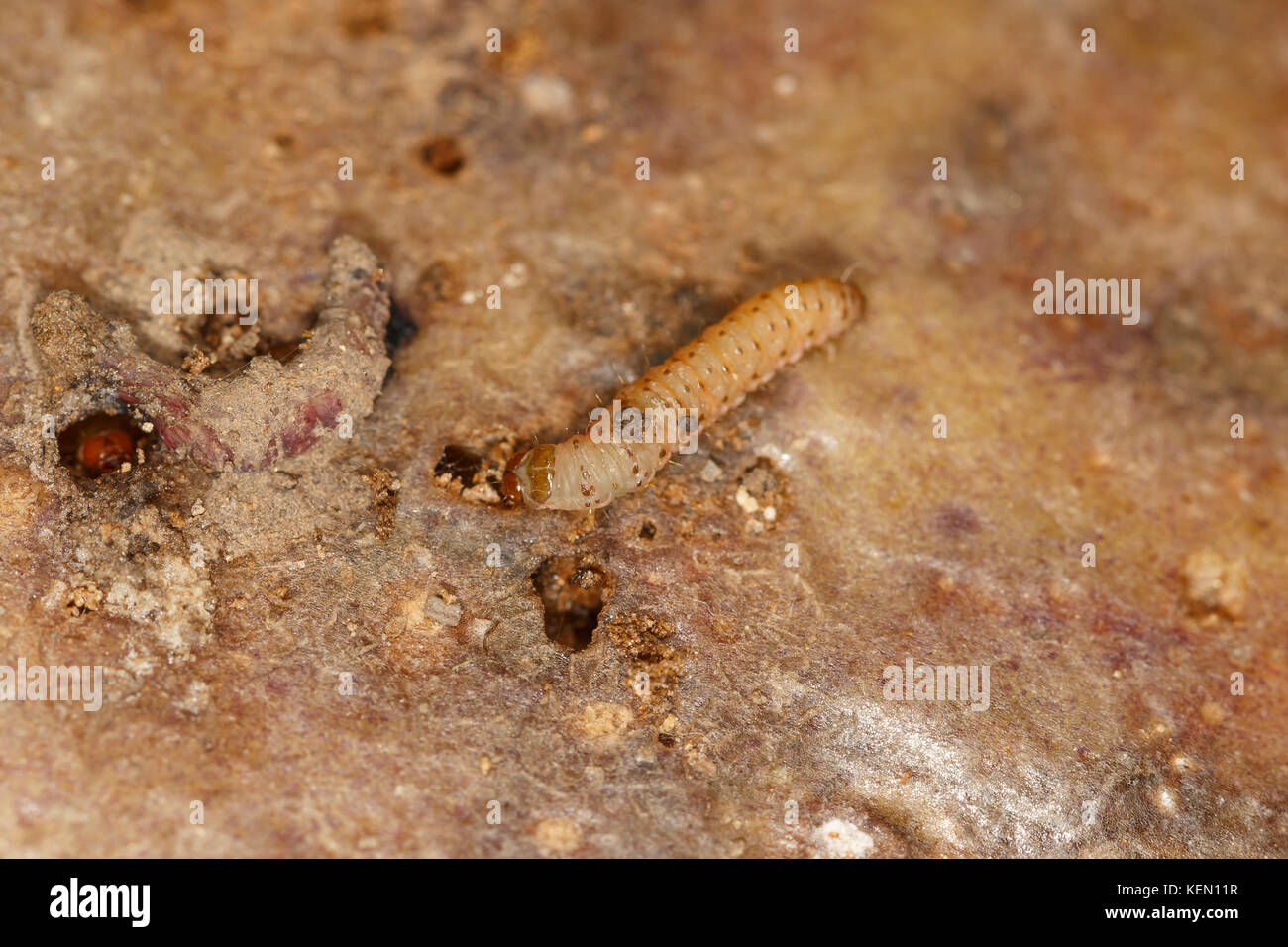 Larvae of Central American potato tuberworm (Guatemalan potato moth) Tecia solanivora (Povolny) on a potato tuber Stock Photo