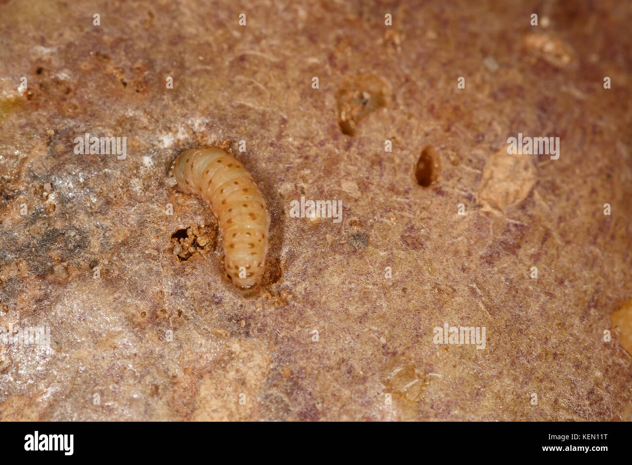 Larvae of the Central American potato tuberworm (Guatemalan potato moth) Tecia solanivora (Povolny) on a potato tuber Stock Photo