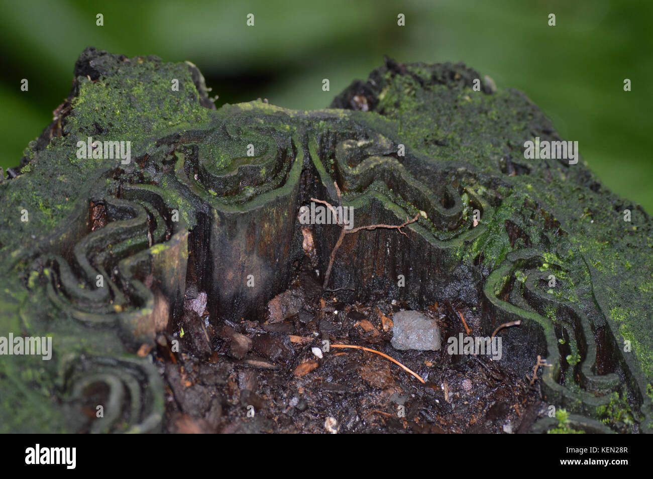 Inside of a tree trunk Stock Photo Alamy