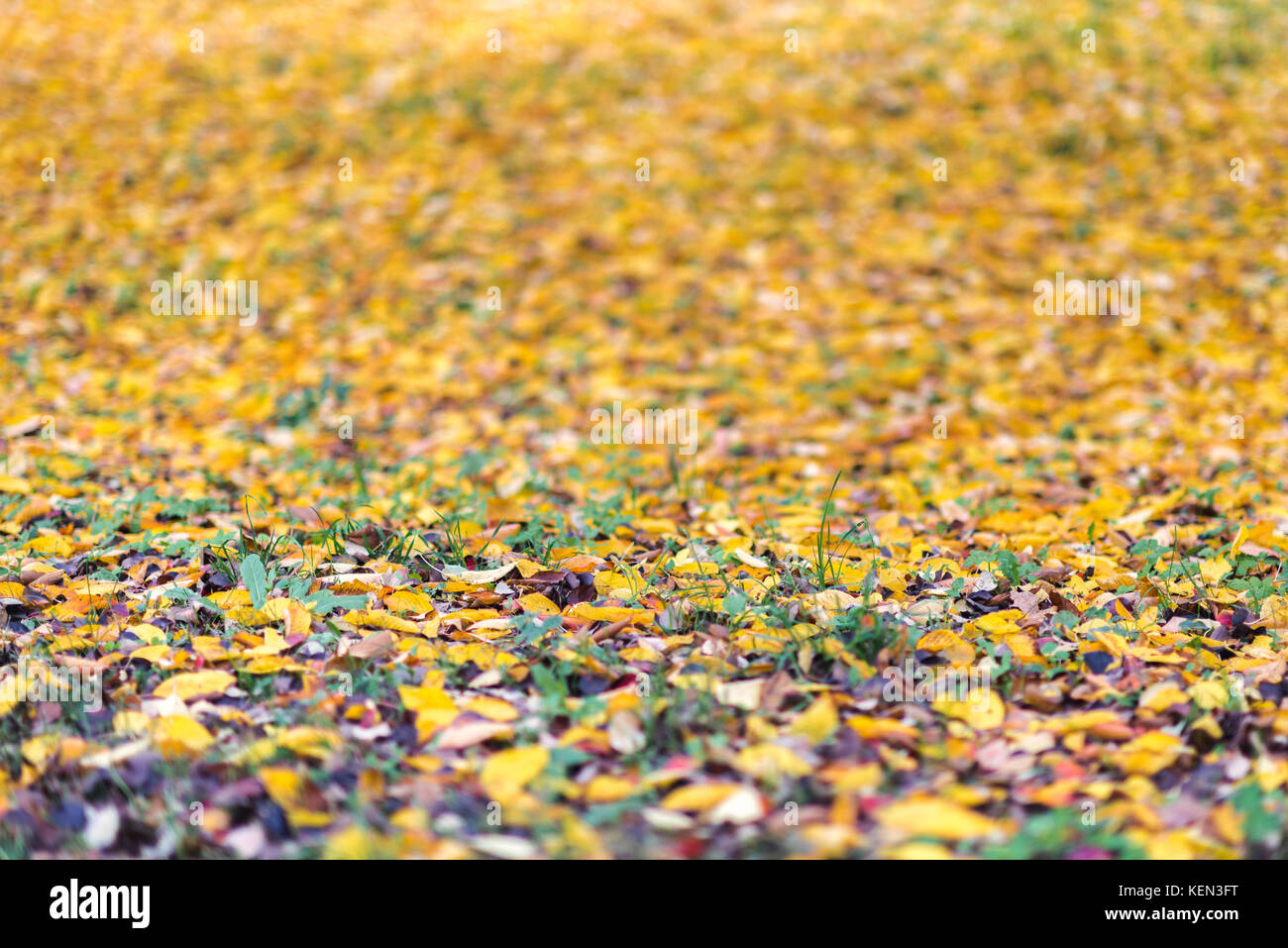 Yellow, orange autumn leaves on the grass in a park. Fall background ...