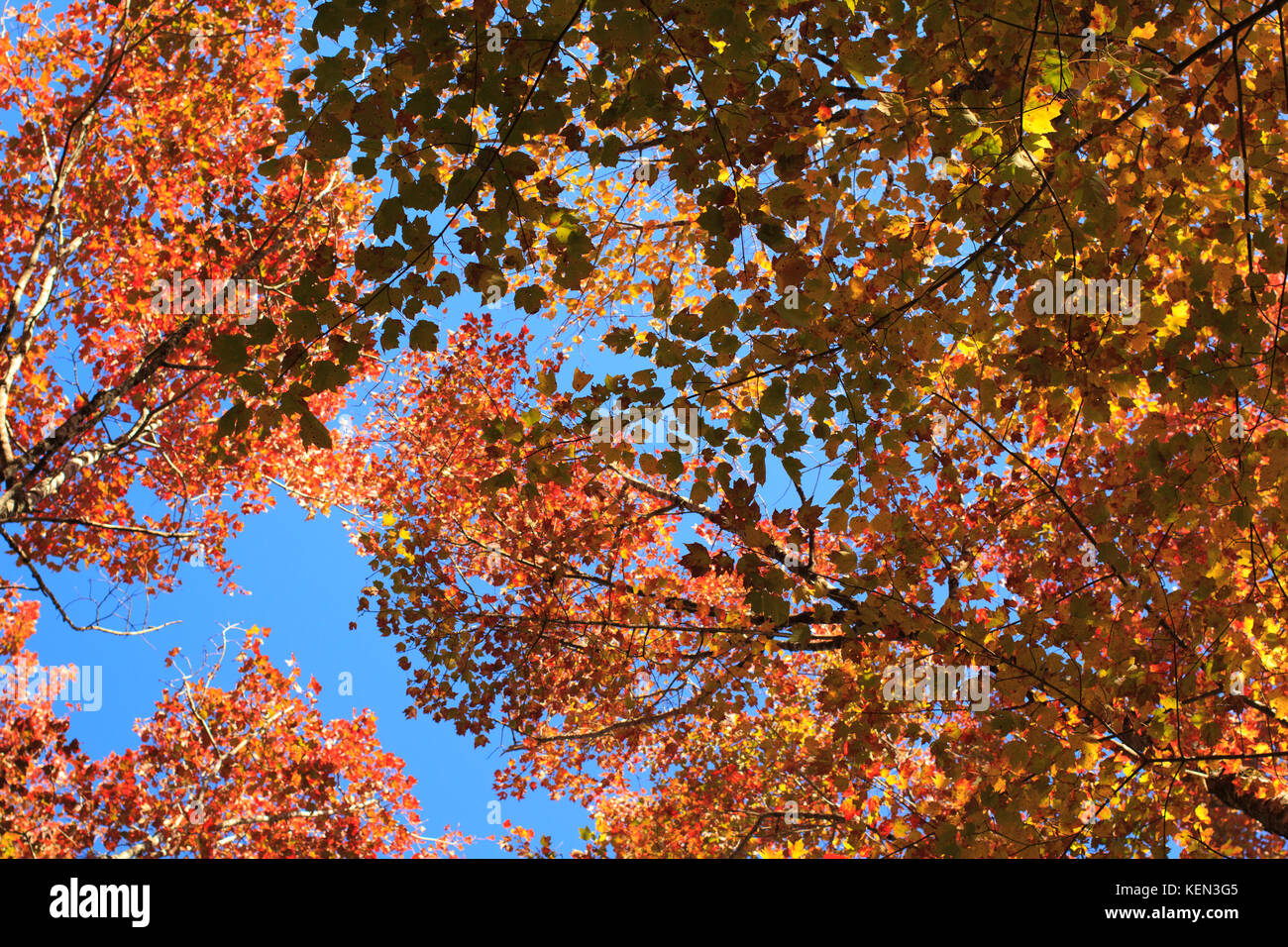 Tree leaves and sky Stock Photo - Alamy
