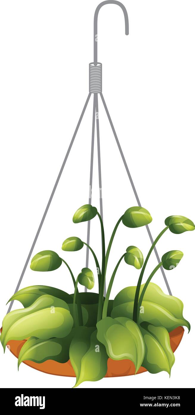 Illustration of a hanging green plant on a white background Stock Vector  Image & Art - Alamy