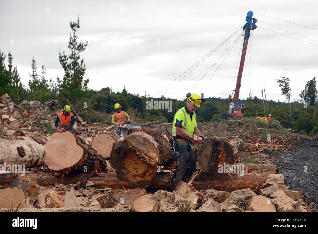 KUMARA, NEW ZEALAND, SEPTEMBER 20, 2017: A team of forestry workers measure and cut Pinus radiata logs to length at a logging site near Kumara, West C Stock Photo