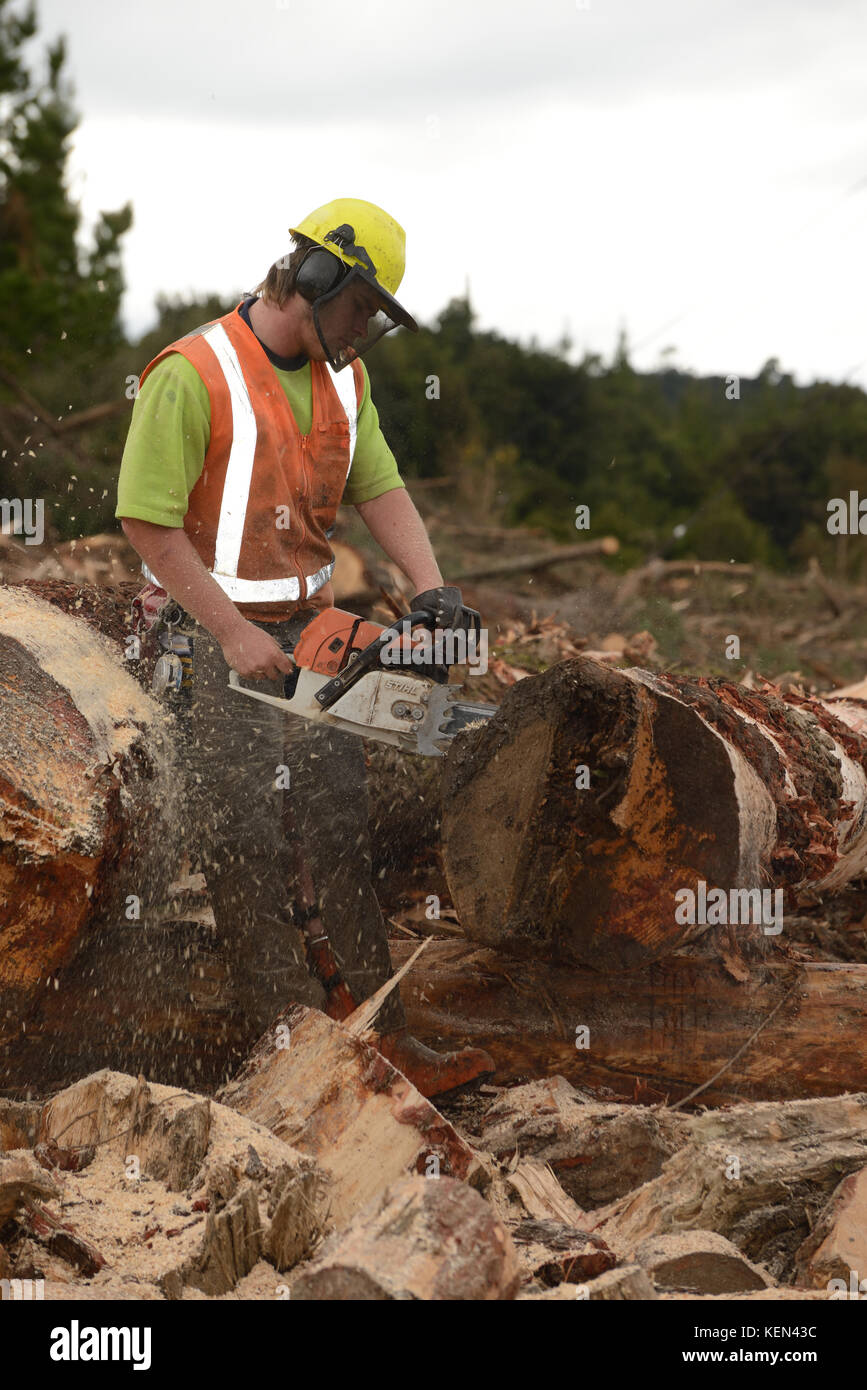 KUMARA, NEW ZEALAND, SEPTEMBER 20, 2017: A forestry worker cuts a Pinus radiata log to length at a logging site near Kumara, West Coast, New Zealand Stock Photo