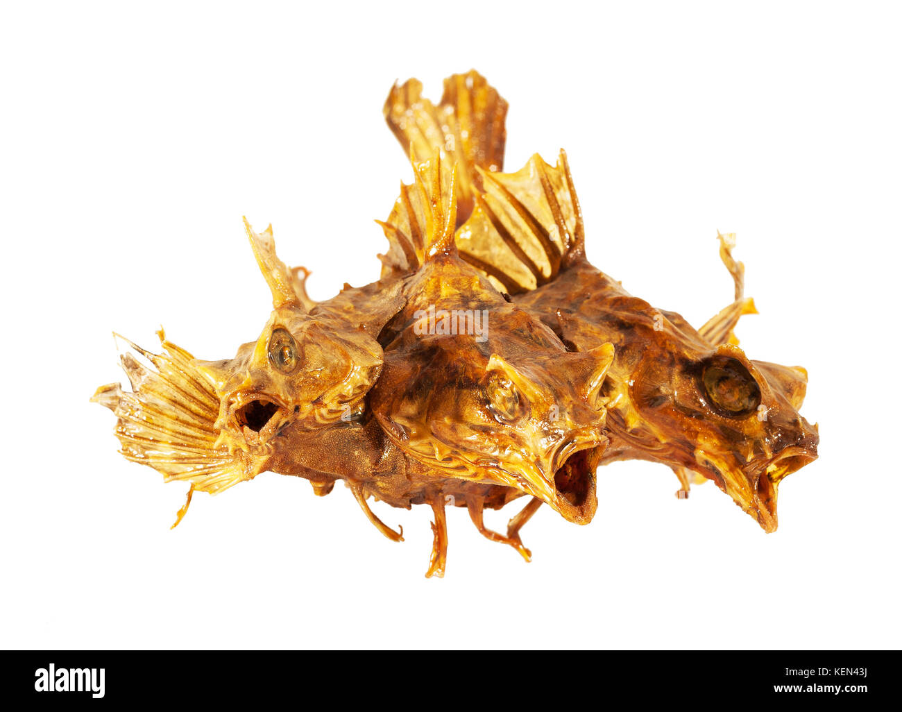 Handmade three head yellow monster figure with wings made of three dried fish isolated on the white background. Stock Photo