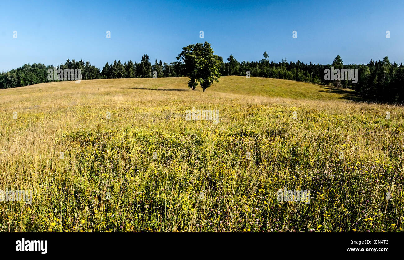 mountain meadow with isolated tree, forest on the background and clear sky in Kralicky Sneznik mountains in Czech republic Stock Photo