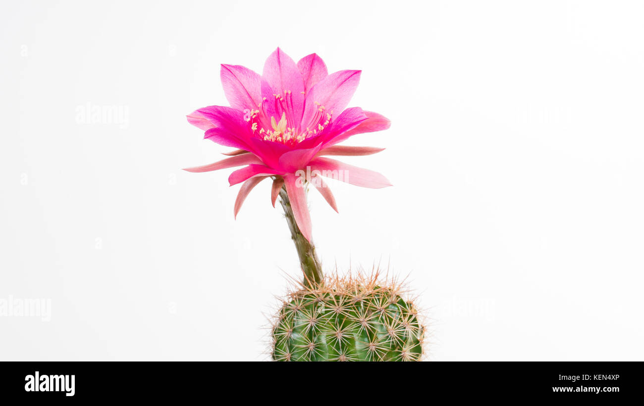 Cactus Echinopsis Kermesina with open pink blossom, isolated Stock Photo