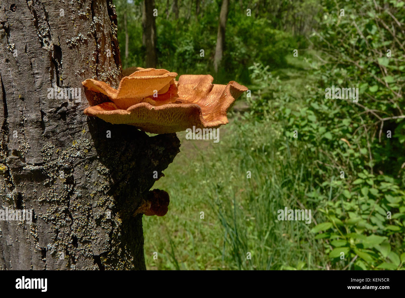 large fungus on tree in the woods Stock Photo