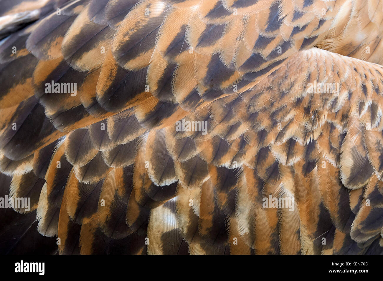Eagle feathers hires stock photography and images Alamy
