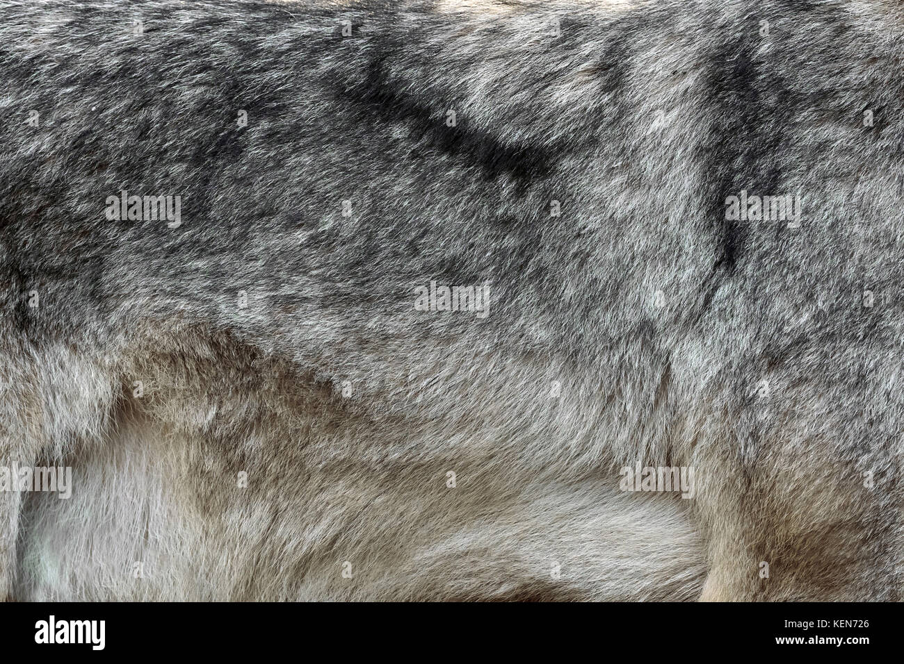 Close real texture of silver wolf fur Stock Photo