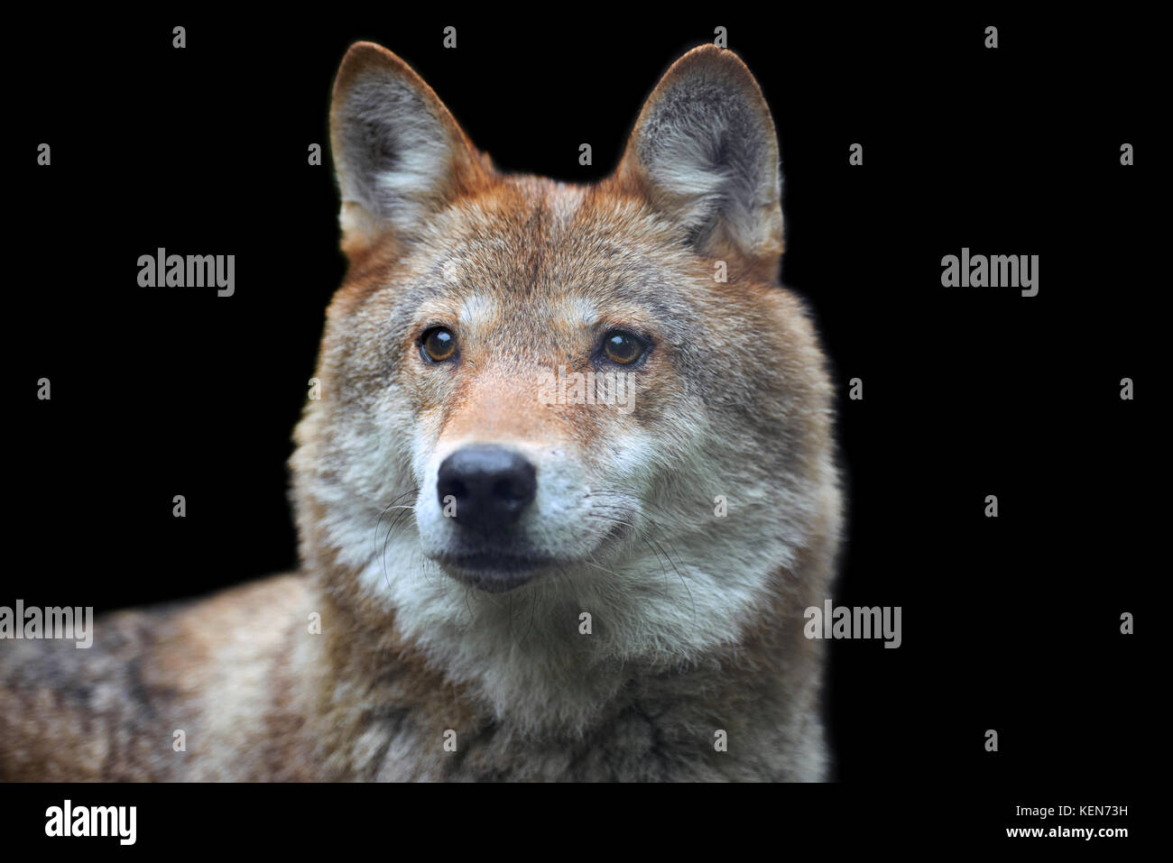 Timber wolf hunting in the forest Stock Photo Alamy