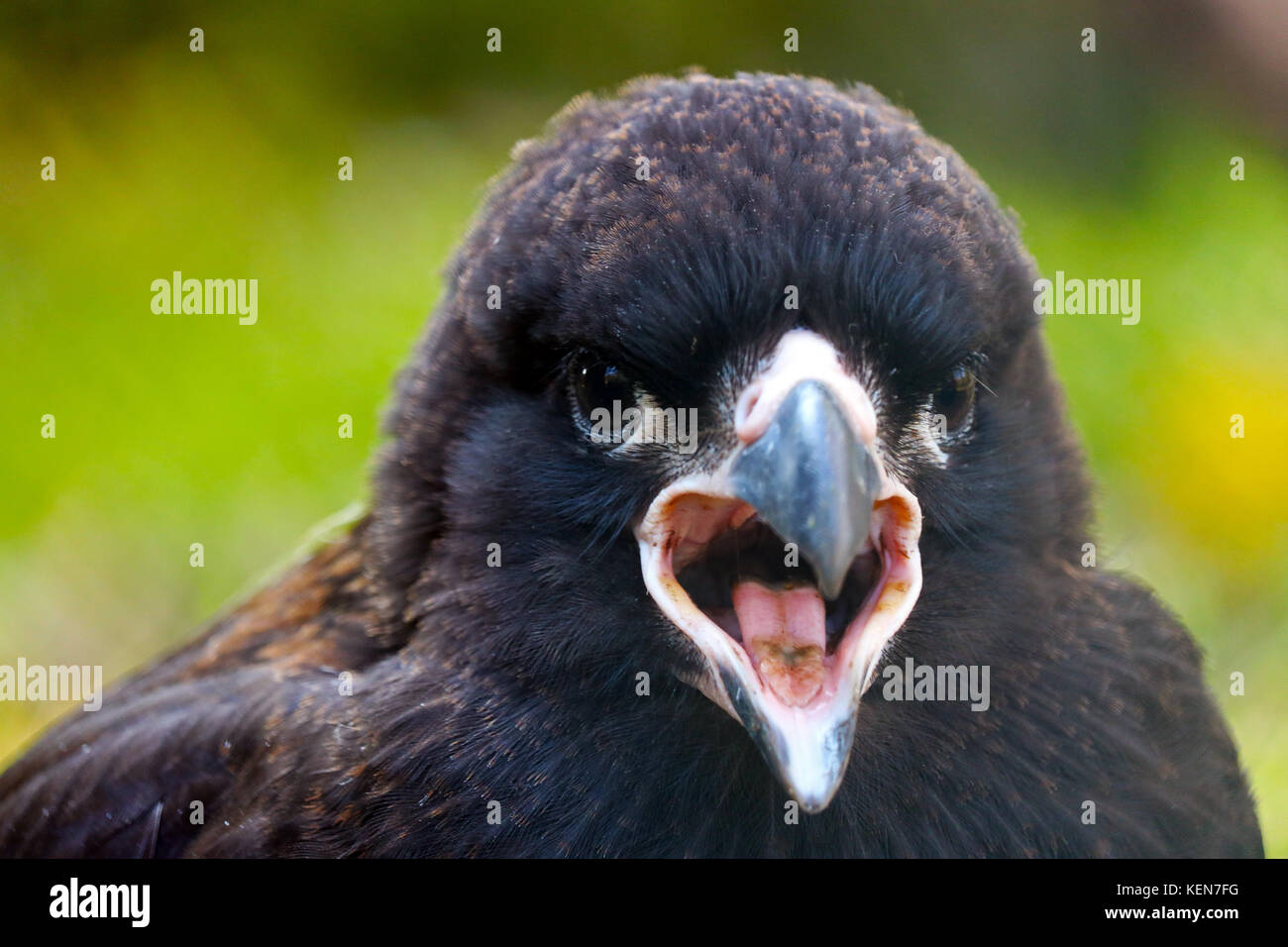 head of a calling juvenile striated caracara falcon bird Stock Photo