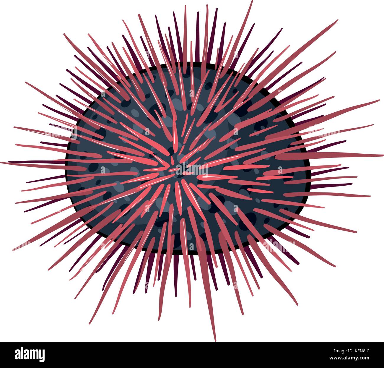 Sea Urchin Stock Vector Images Alamy