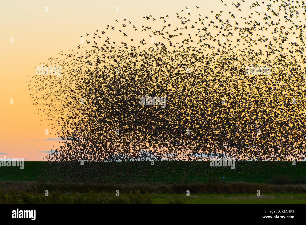 During The Autumn Migration From Northern Europe Thousands Of Starlings Comes Together In The Wetlands Between Denmark And Germany Stock Photo Alamy