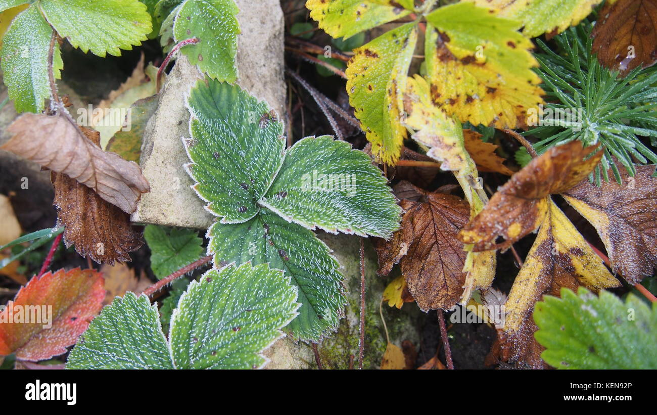 Green strawberry leaves covered with ice crystals. The frost on the