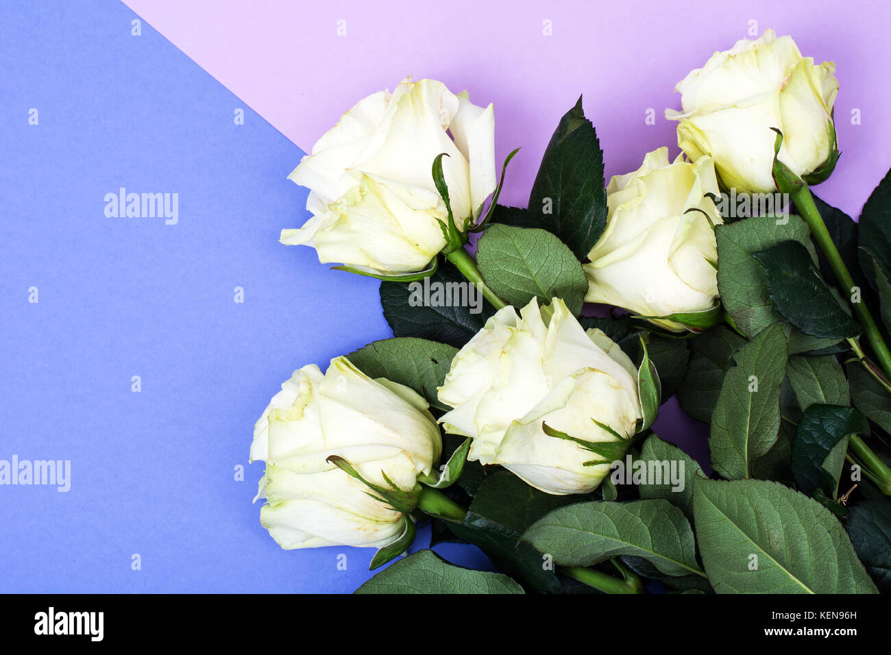 White roses on bright pastel background. Studio Photo Stock Photo - Alamy