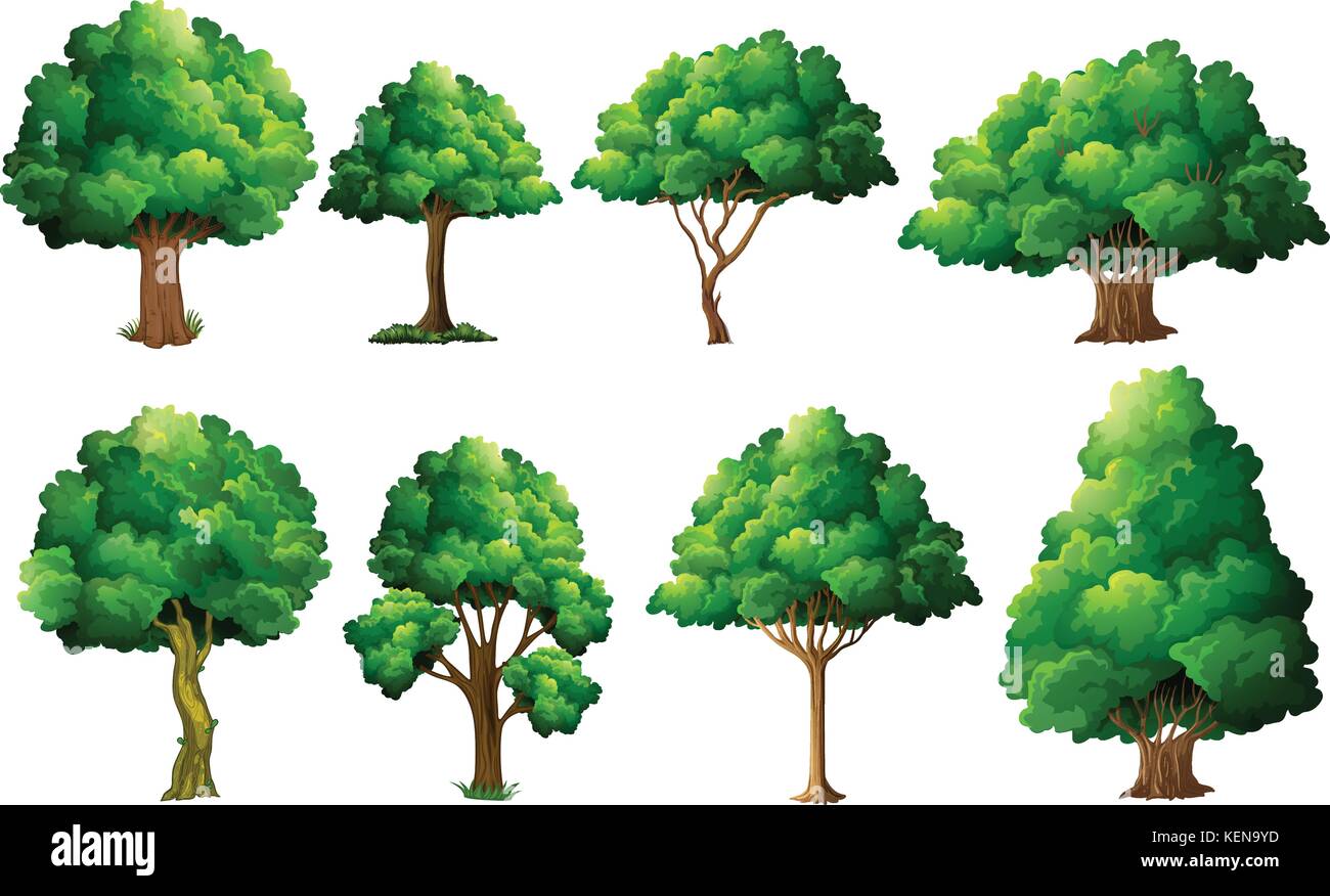 Illustration of a set of different trees Stock Vector Image & Art - Alamy