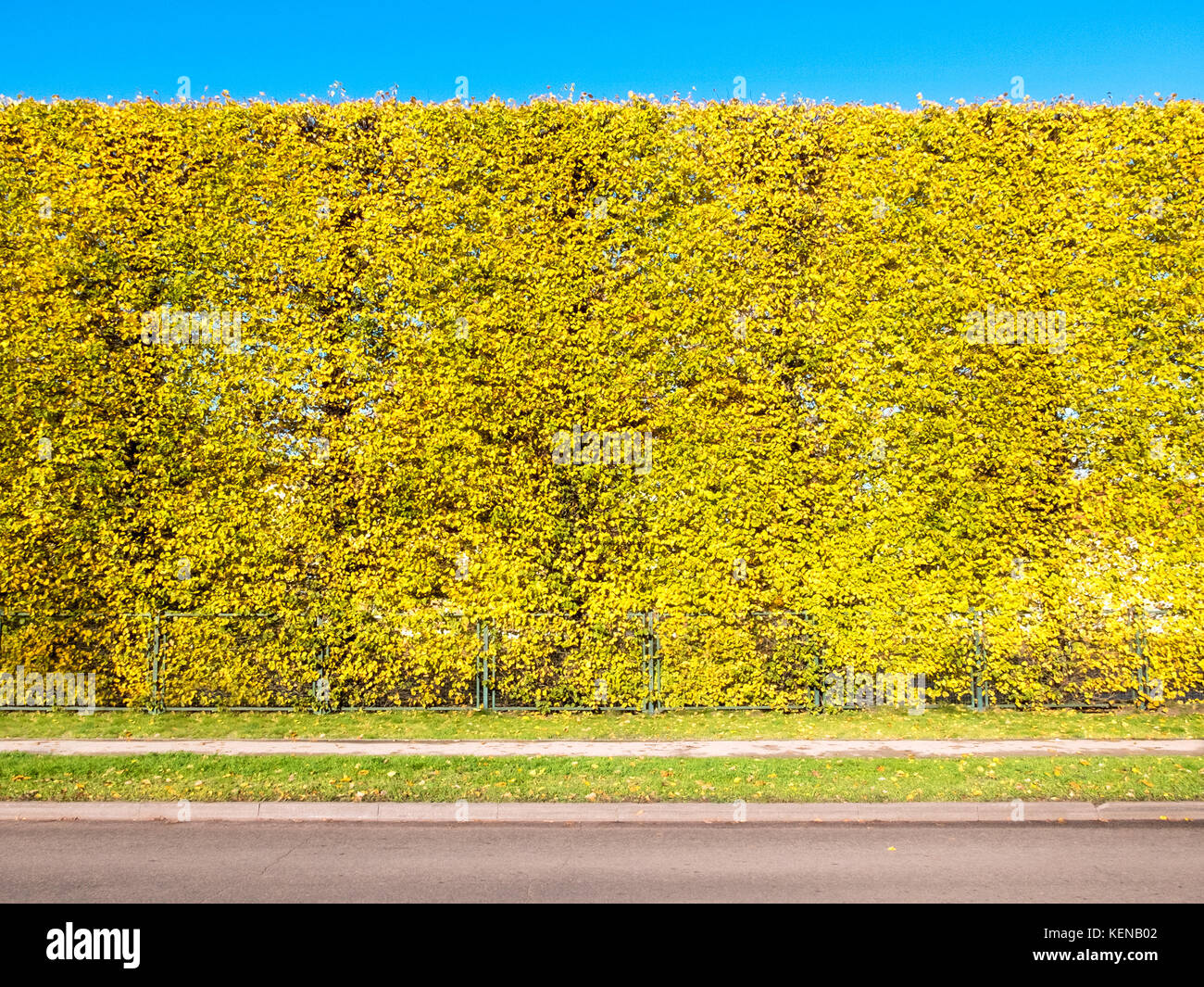 Linden hedge in autumn with blue skies on the background Stock Photo
