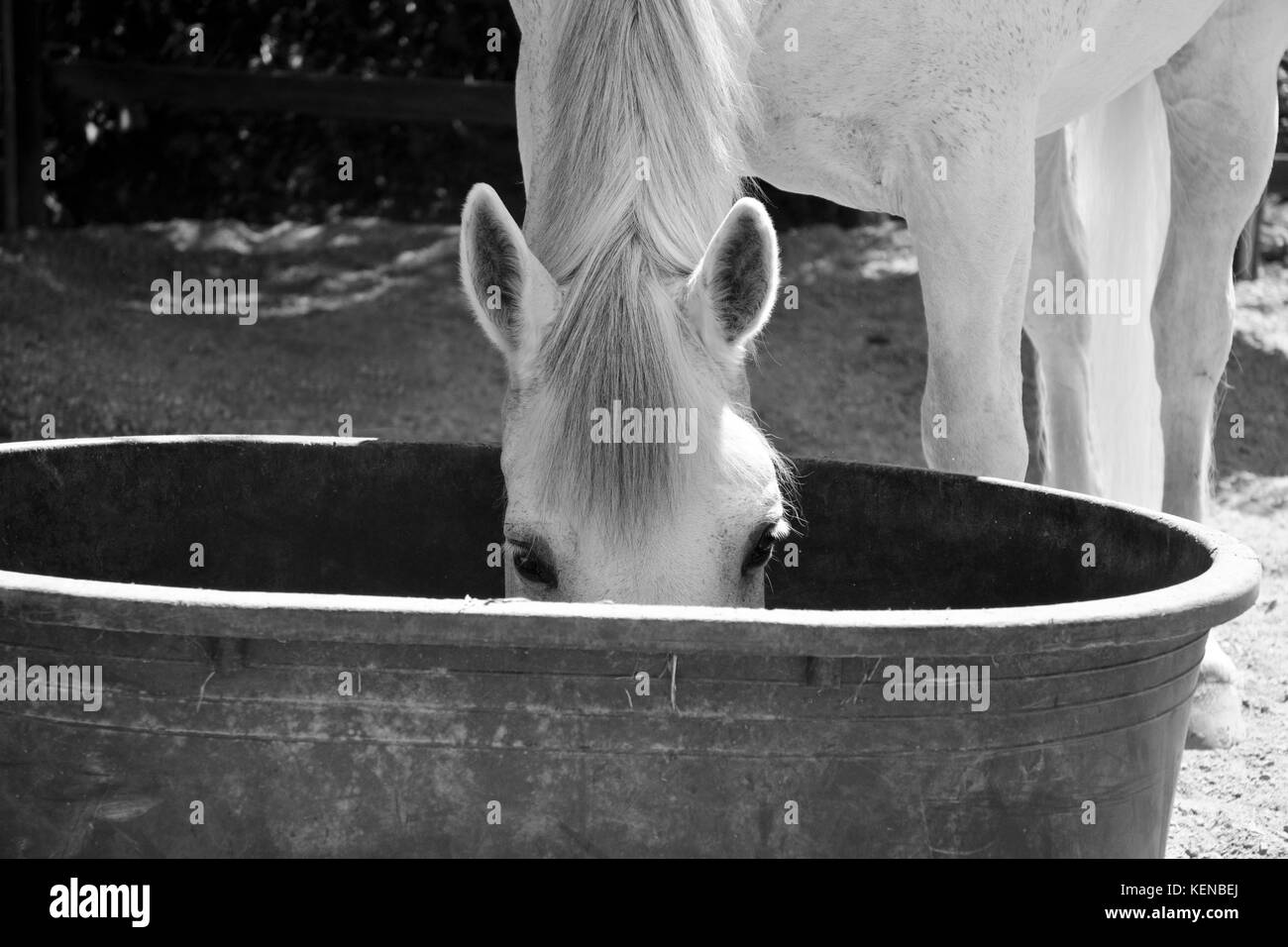 White horse eating some oats Stock Photo