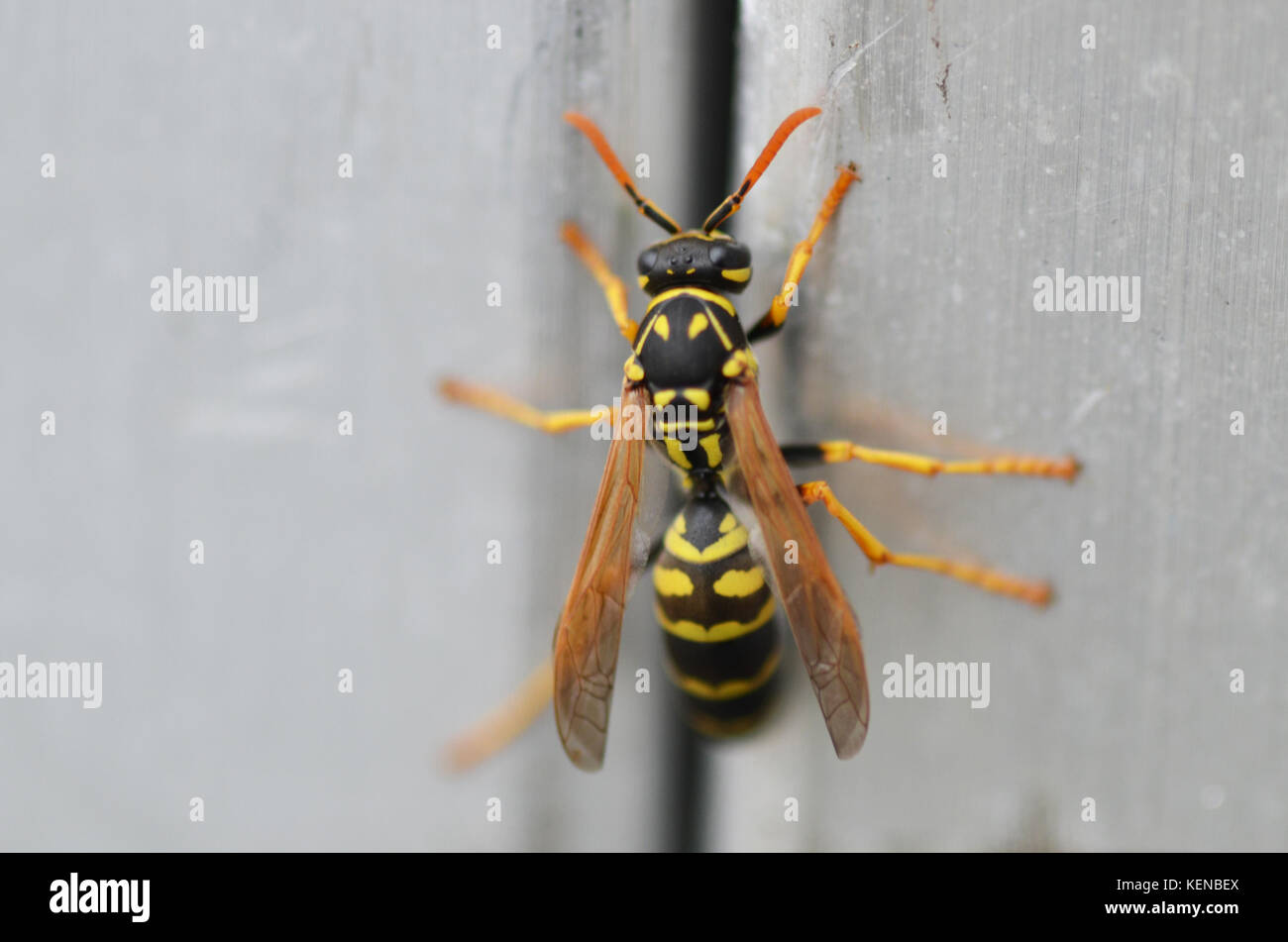 Wasp Stock Photo
