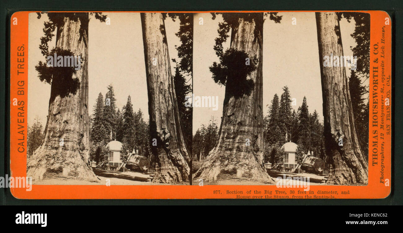 Section of the Big Tree, 30 feet in diameter, and House over the Stump ...